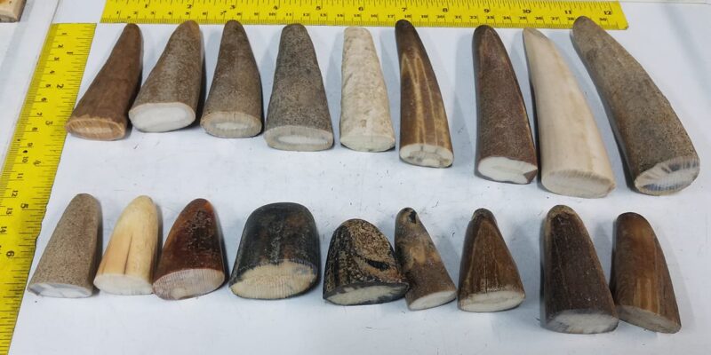 walrus ivory for sale