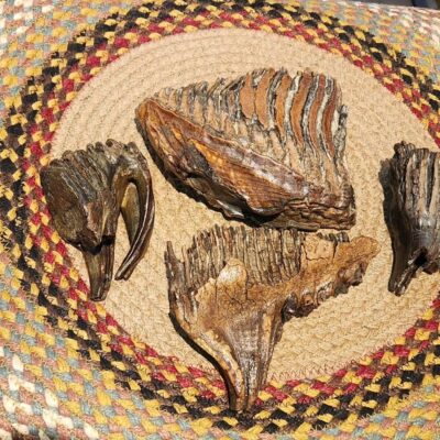 mammoth ivory for sale