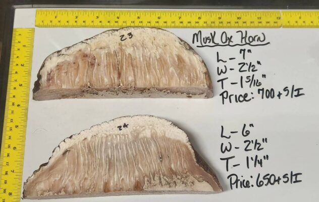 Musk Ox Horn
