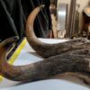 Musk Ox Horns