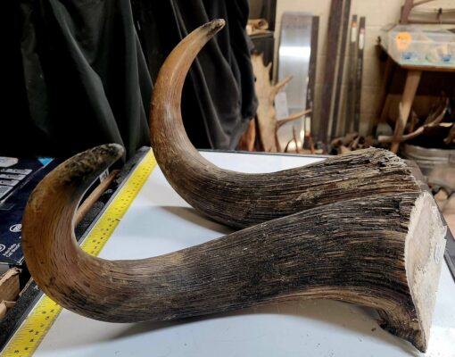 musk ox horn for sale