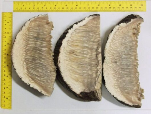 Stabilized Musk Ox Horn Scales