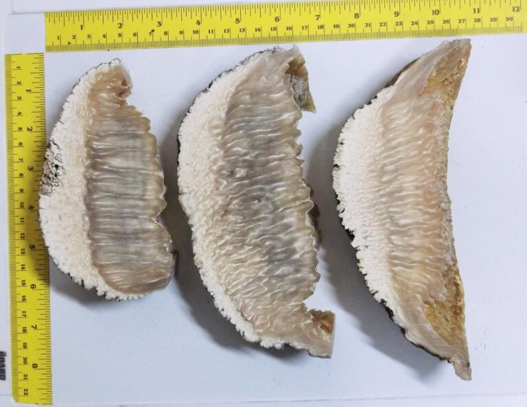 509435382_9905174352893699_1861027979917076785_n-768x594 Musk Ox Horn