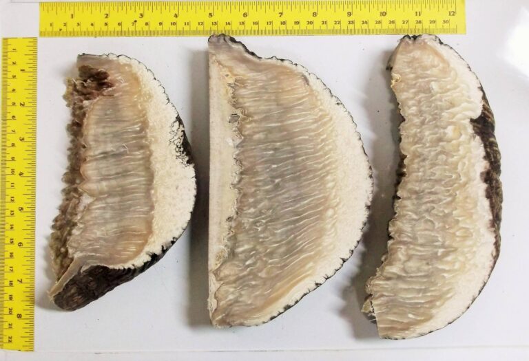 509435904_9905174309560370_5038426527637298849_n-768x525 Stabilized Musk Ox Horn Scales