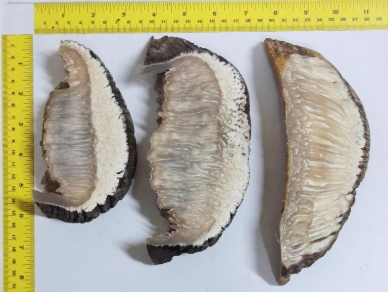 510831258_9905174372893697_32160198611511548_n-768x579 Musk Ox Horn