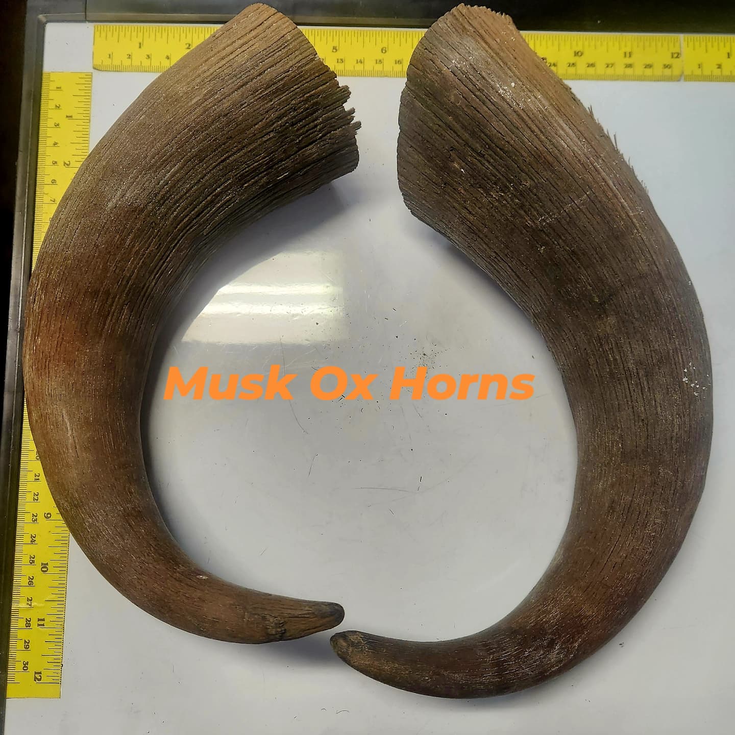 515493795_1291077796350960_5132541050671223492_n Musk Ox