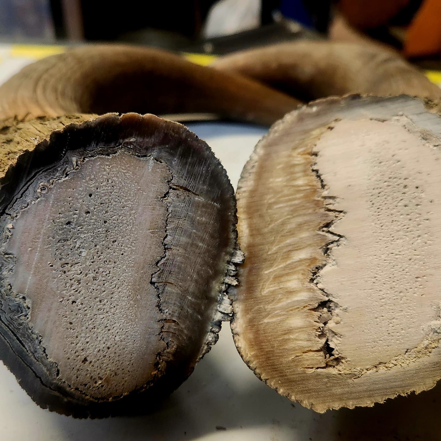 524936573_1291077793017627_7687407156000342027_n