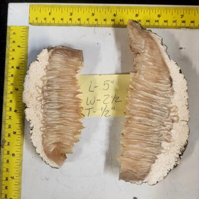 Stabilized Musk Ox