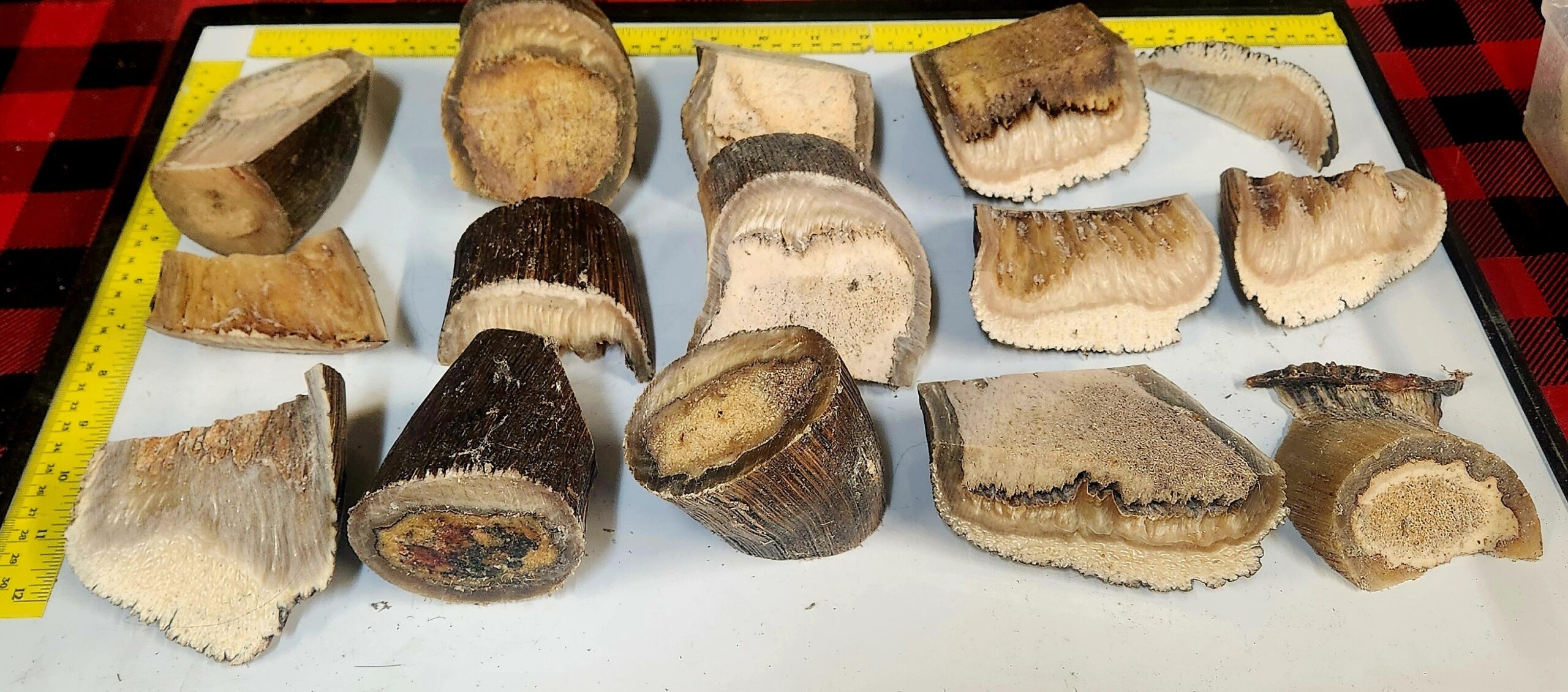 561386035_1382015617257177_453931867093103134_n (1)