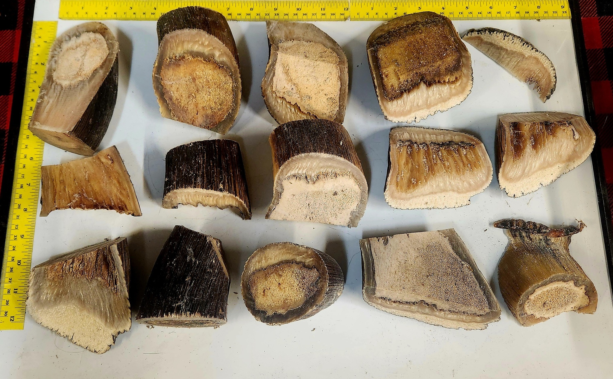 576386011_1382015780590494_8212185451252963218_n (1) Musk Ox Horn Pieces