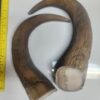 Stabilized Musk Ox Horns