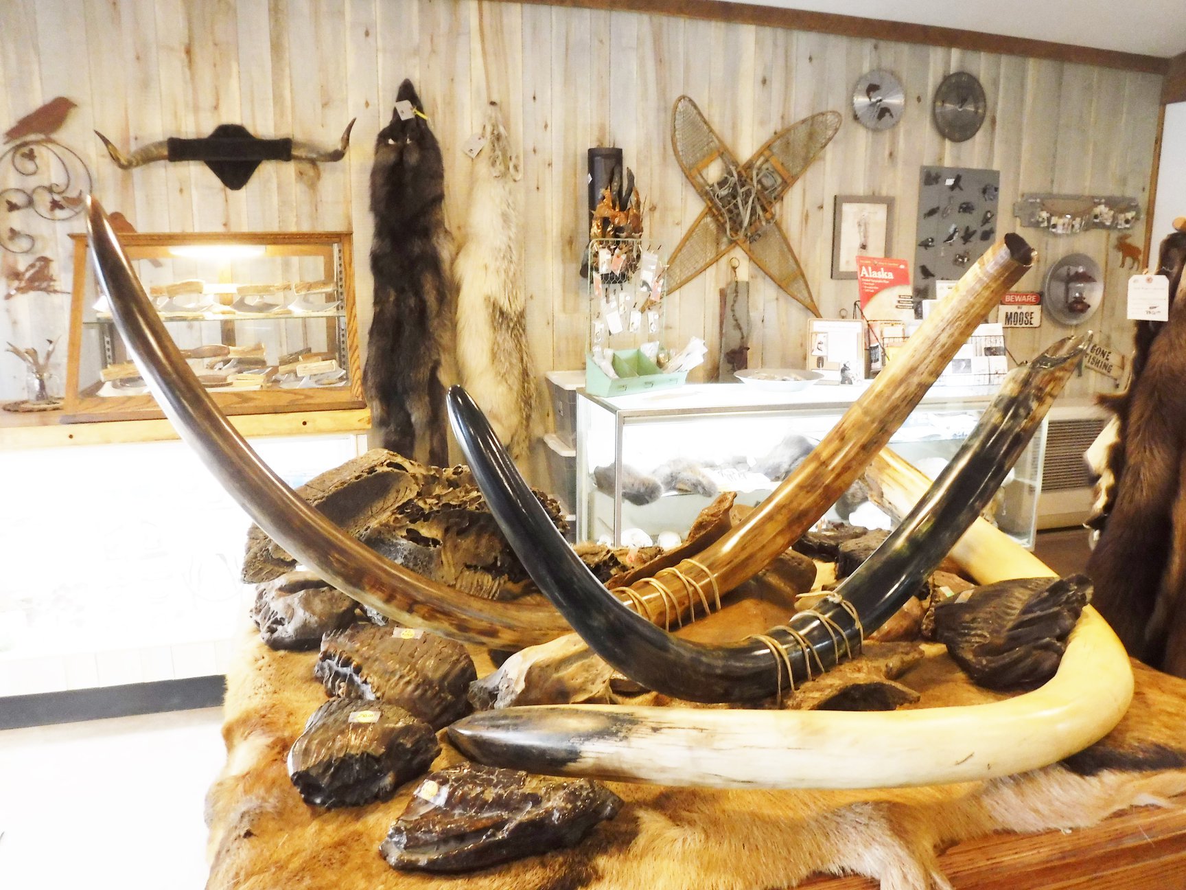 mammoth tusk for sale