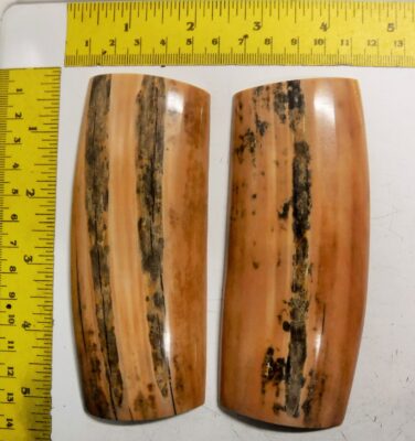 Fossil Walrus Ivory