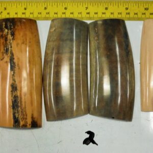 Fossil Walrus Ivory Tusk