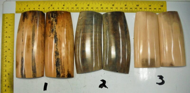 Fossil Walrus Ivory Tusk