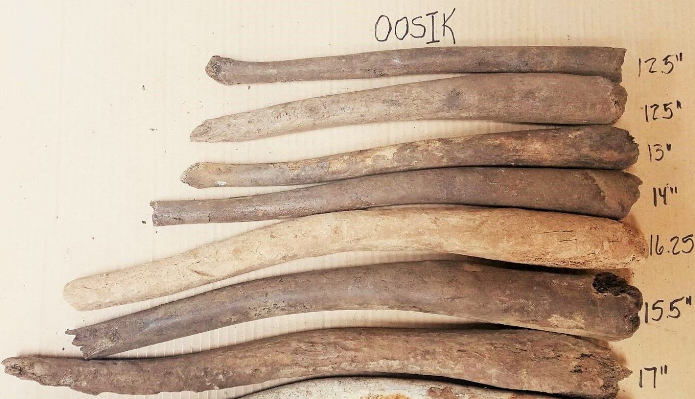 walrus penis bone for sale