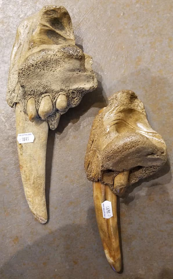 walrus ivory for sale