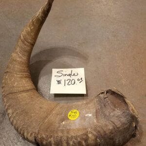 Sheep Horn