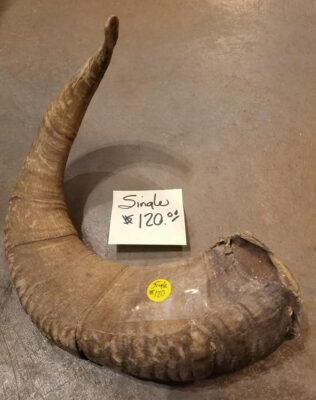 Sheep Horn