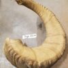 Dall Sheep Horn