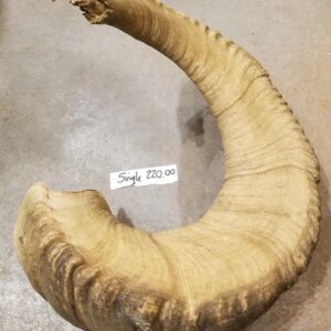 Dall Sheep Horn
