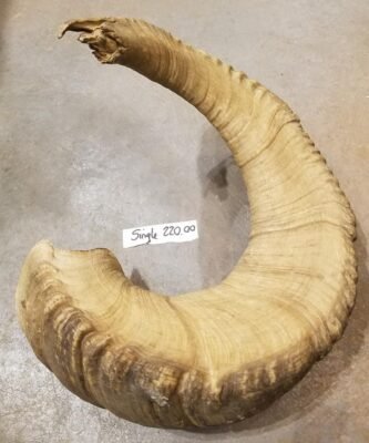 Dall Sheep Horn
