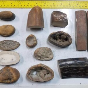 Buy Fossilized Walrus Tusk Scraps – Lot 1
