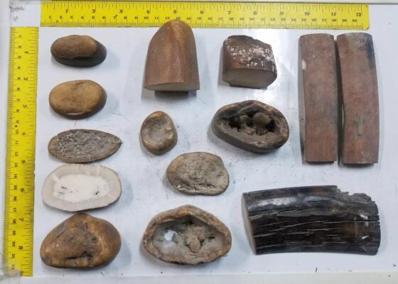 Buy Fossilized Walrus Tusk Scraps – Lot 1