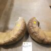 Dall Sheep Horns