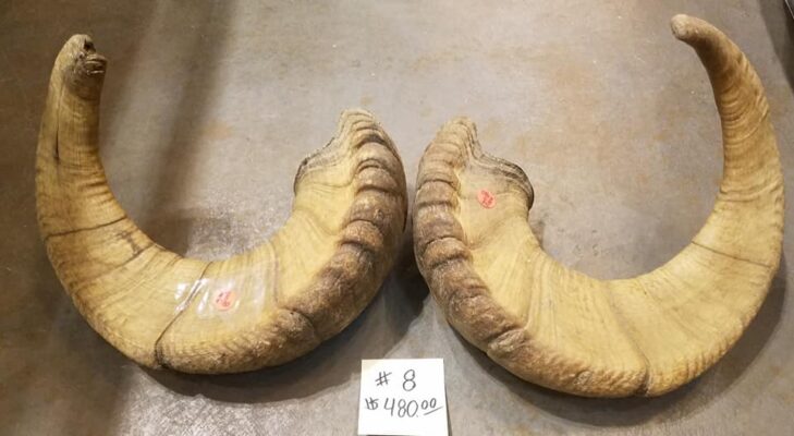 Genuine Dall Sheep Horns