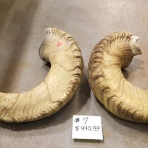 Authentic Dall Sheep Horns