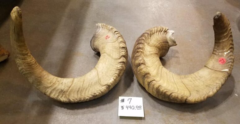 Authentic Dall Sheep Horns