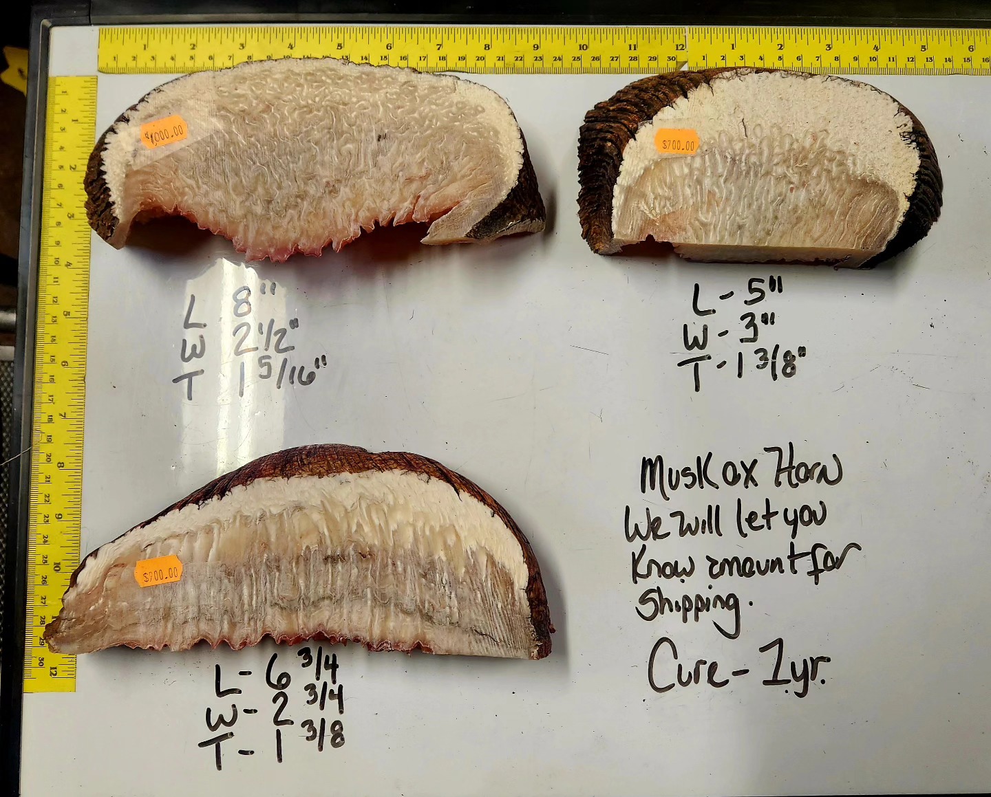 658357419_1500854582039946_2441548971439904795_n Ox Horn Scales