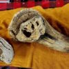 Musk Oxen Horns