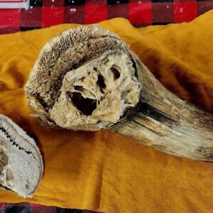 Musk Oxen Horns