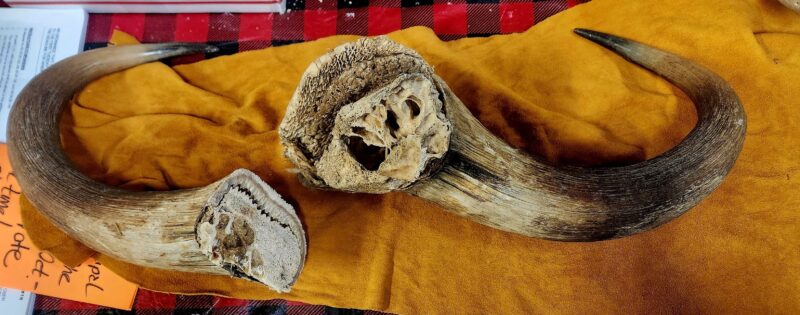 Musk Oxen Horns