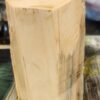 Authentic Fossil Mammoth Ivory Tusk